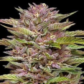 Auto Pineapple Muffin > Humbolt Seed Company